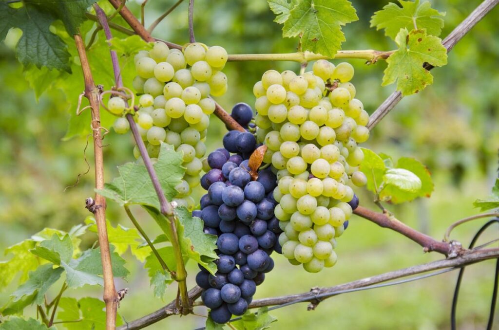 Viñedos en Niagara