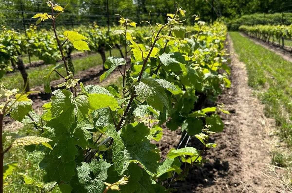 Detalles de la vid en Vineland Estates Winery, foto tomada de sus redes sociales