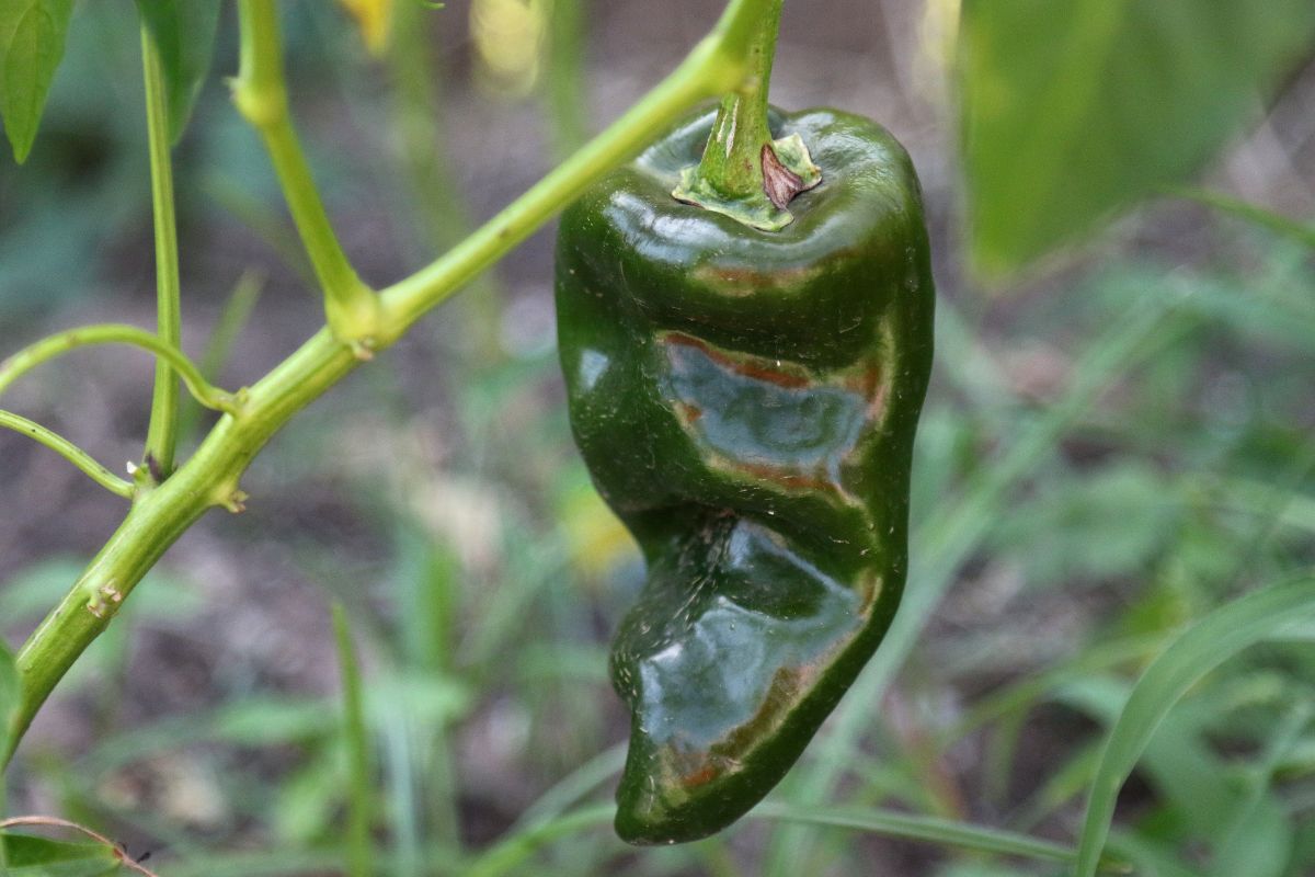 Recetas con chile poblano, que no son chiles en nogada