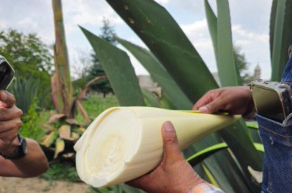 Maguey Pulquero