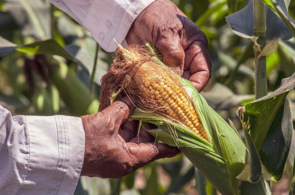 La importancia del maguey y la milpa en San Pedro Tlalcuapan,Tlaxcala 3