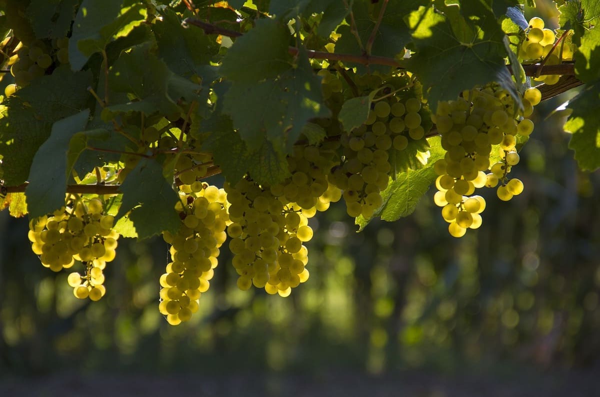 Vinos botritizados: ¿qué son y cómo se obtienen?