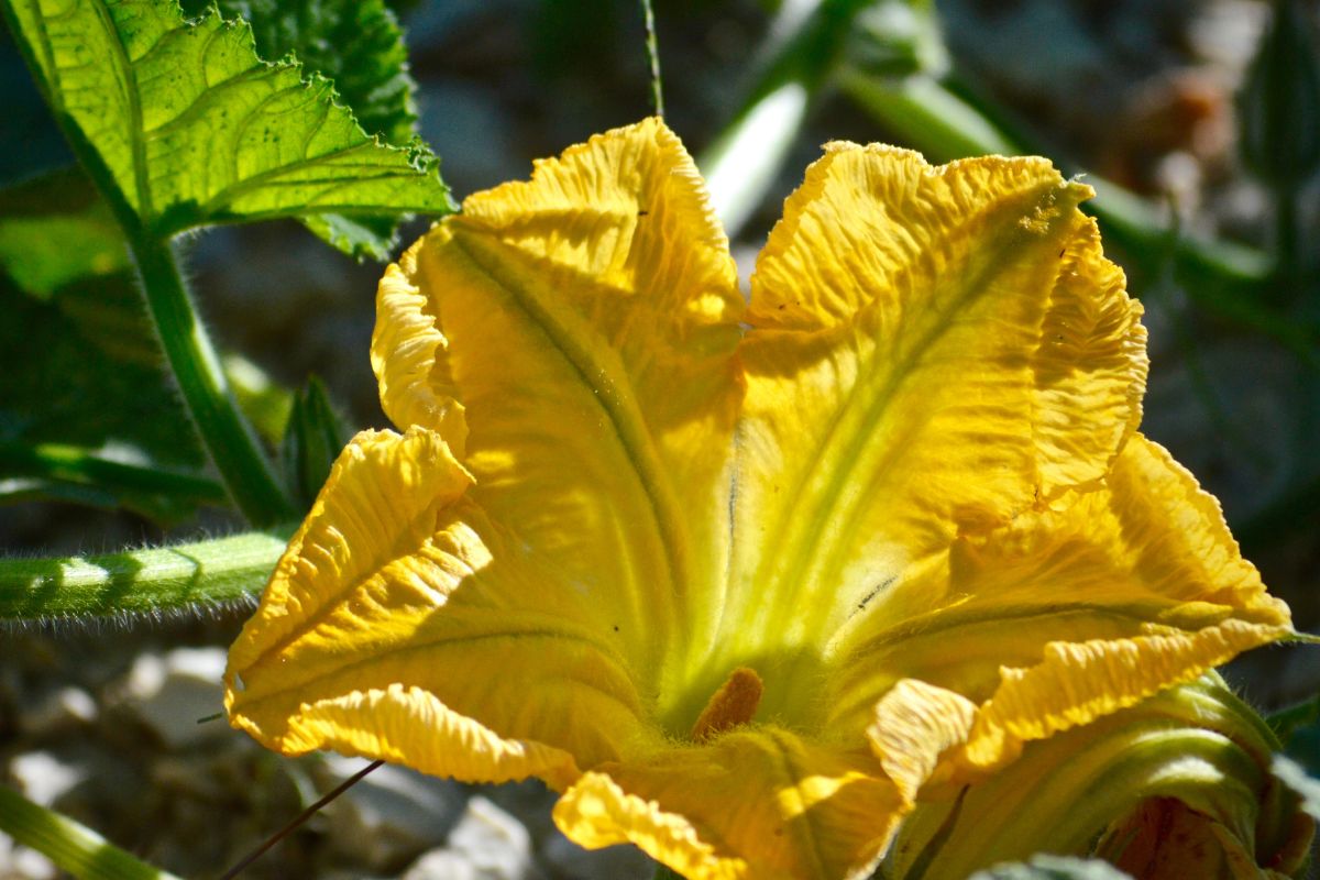 Flor de calabaza en cultivo. Foto de Flickr.