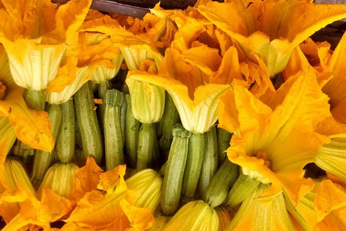 Así crece la flor de calabaza naturalmente. Foto de Flickr.