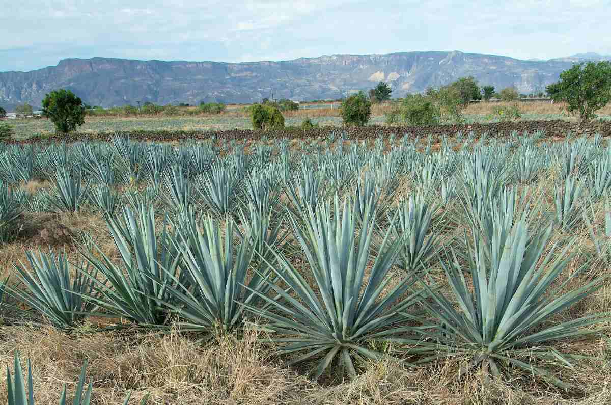 La importancia del maguey y la milpa en San Pedro Tlalcuapan,Tlaxcala