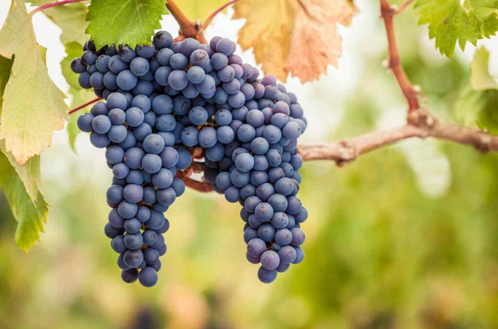 ¿Por qué la uva Pinot Noir es tan apreciada por enólogos?