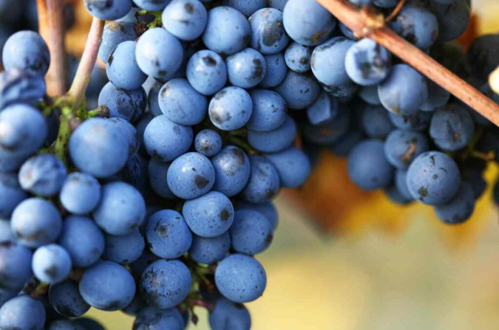 ¿Por qué la uva Pinot Noir es tan apreciada por enólogos? 1