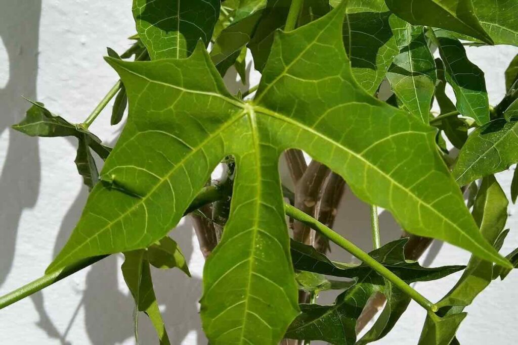 La chaya es una planta comestible estelar en la cocina del sur de México.