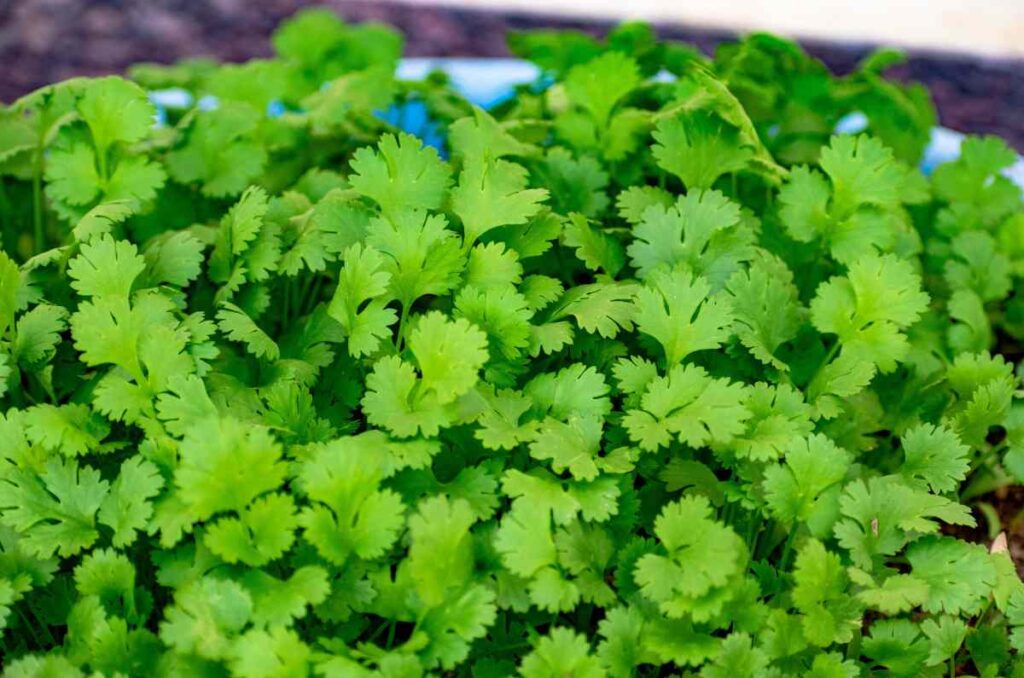5 recetas con cilantro que te encantará preparar en casa