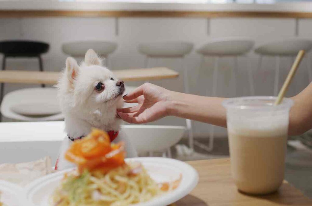 Tips para disfrutar restaurantes pet friendly y dónde visitarlos en México 1