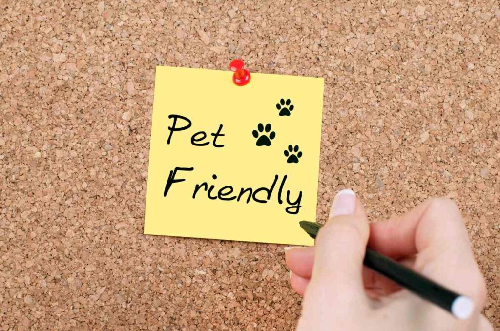 Tips para disfrutar restaurantes pet friendly y dónde visitarlos en México 2