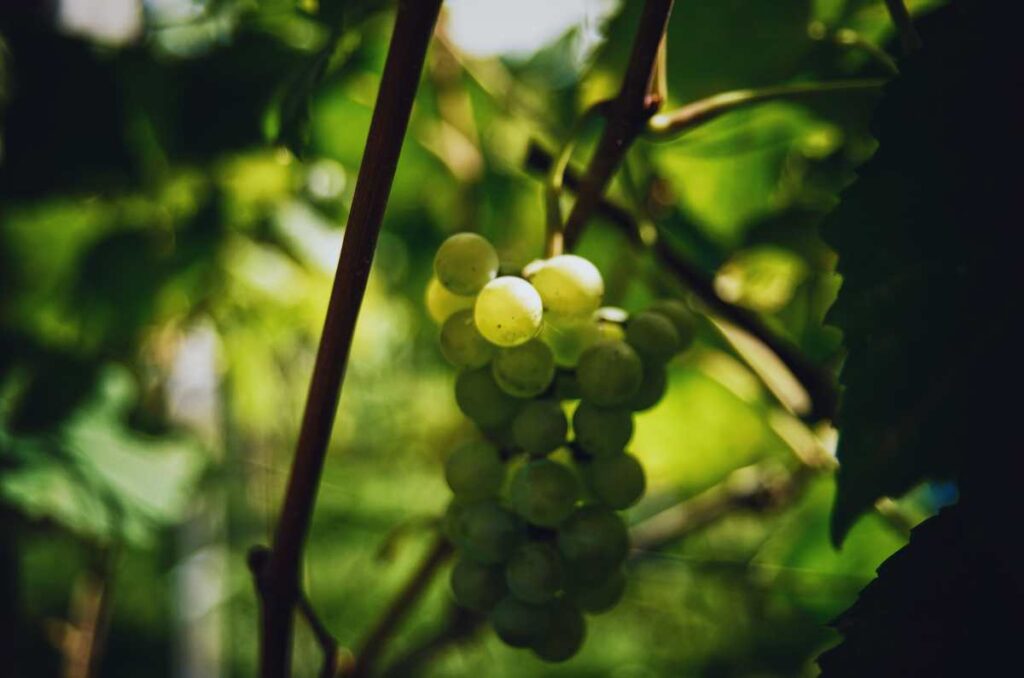 Foto de uvas txakoli