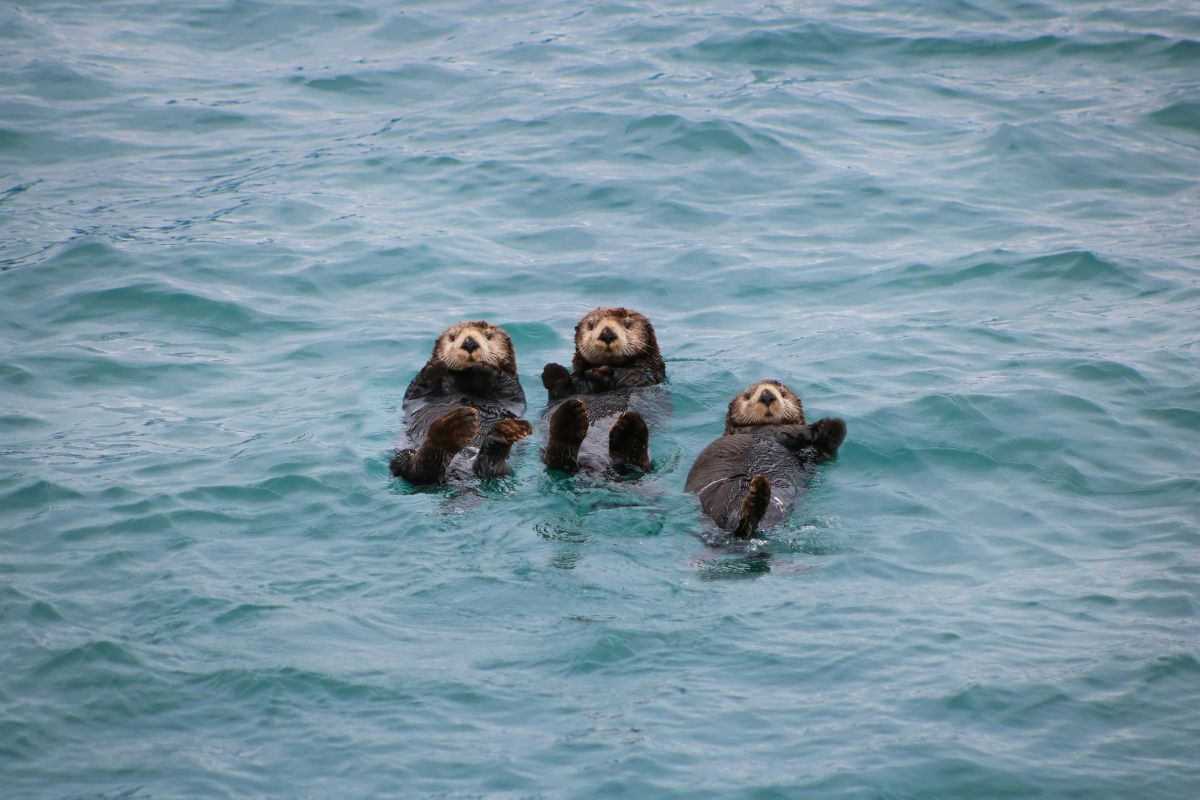 Fauna silvestre en Alaska. Foto por Melanie Beard.