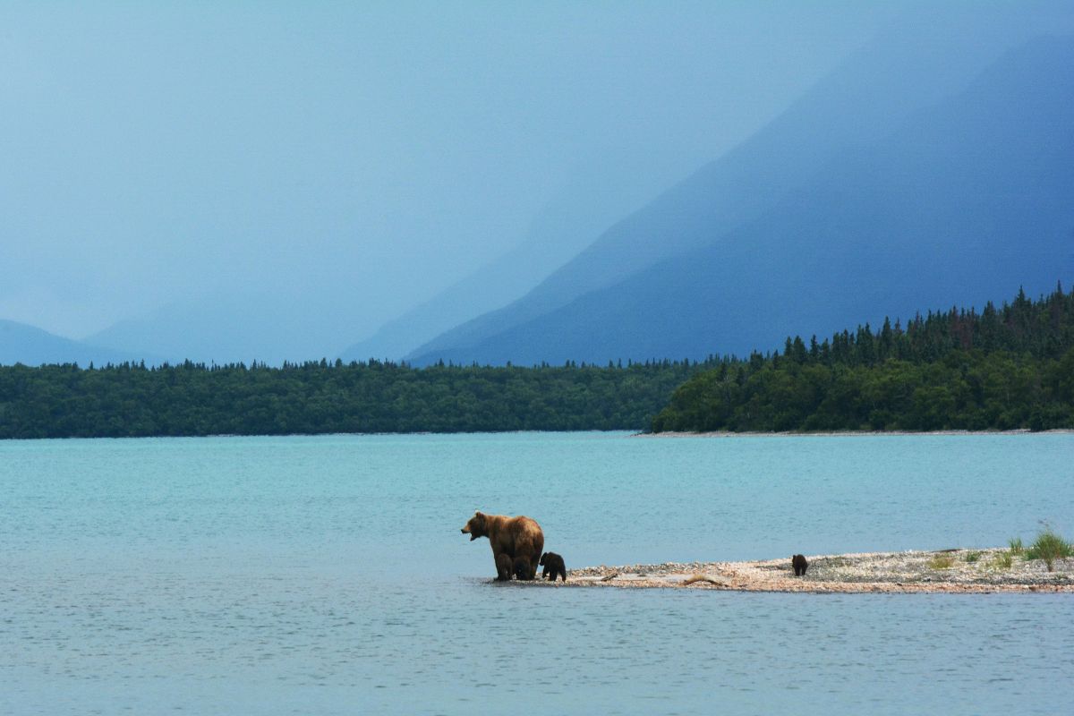 Fauna silvestre en Alaska. Foto por Melanie Beard.