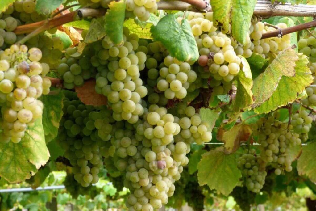 La uva albariño es nativa de España, con ella se preparan vinos blancos.