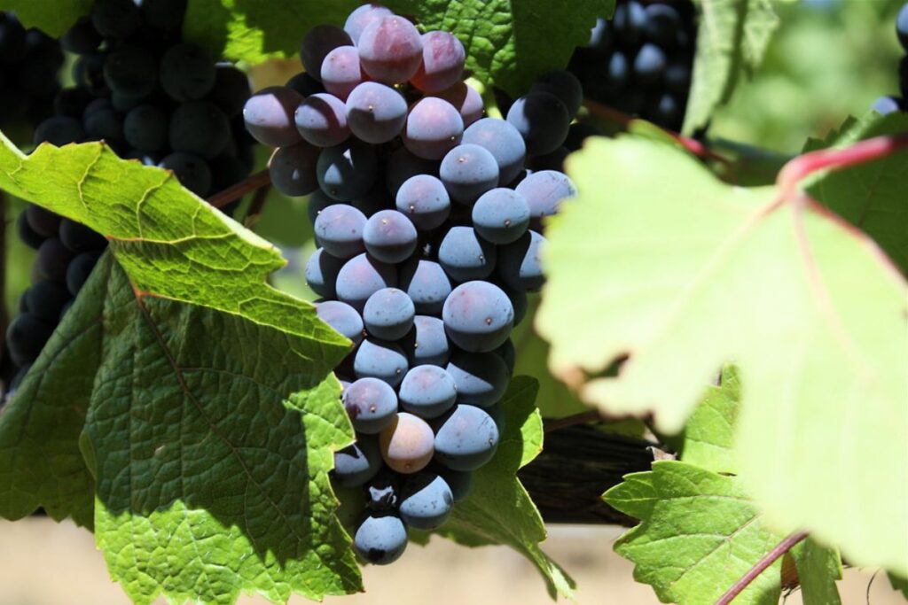 Los vinos de uva pinot noir son preferidos por su nivel de acides y notas de frutos rojos.