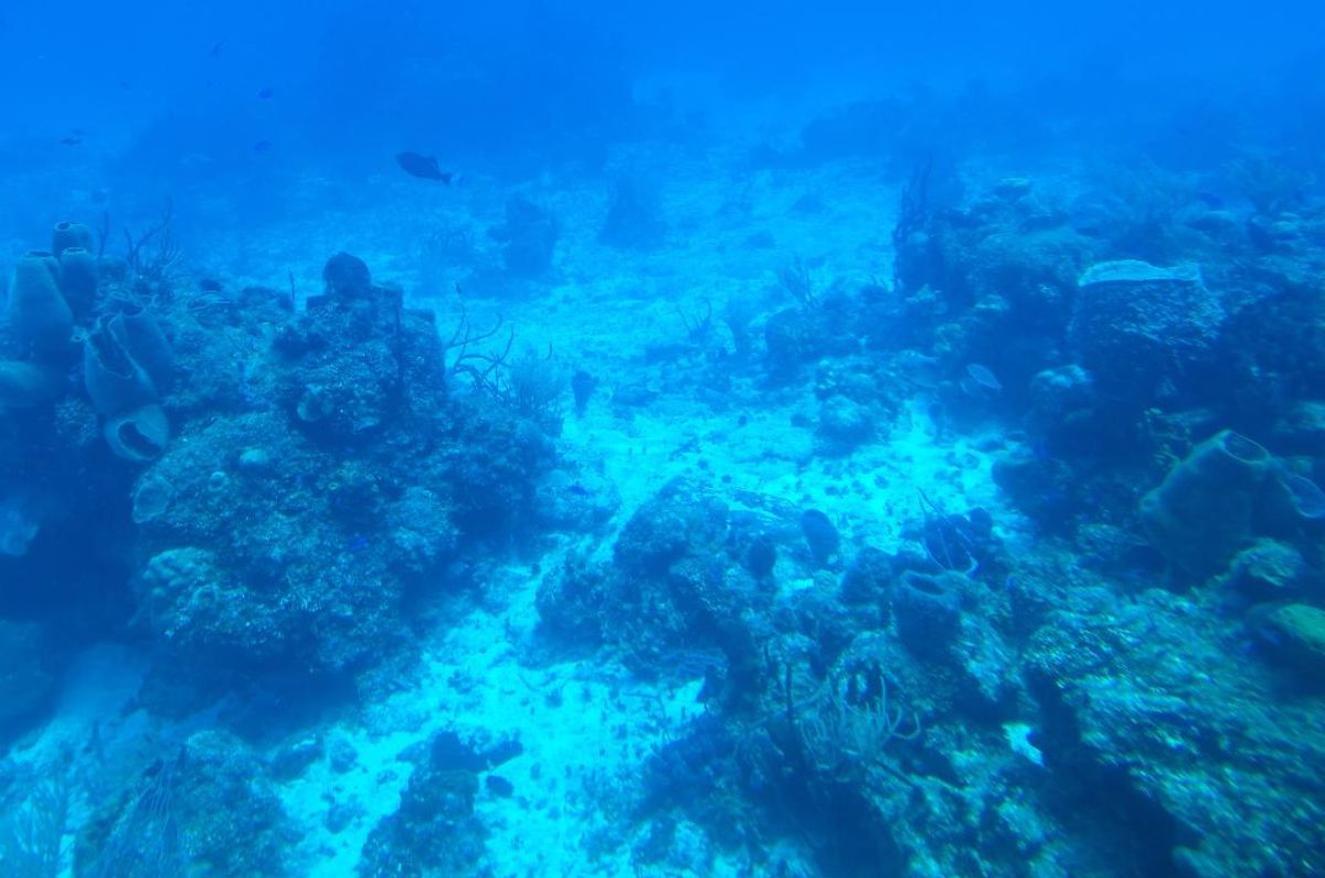 Arrecife de coral en Cozumel desde el submarino Atlantis, foto de Miriam Carmo