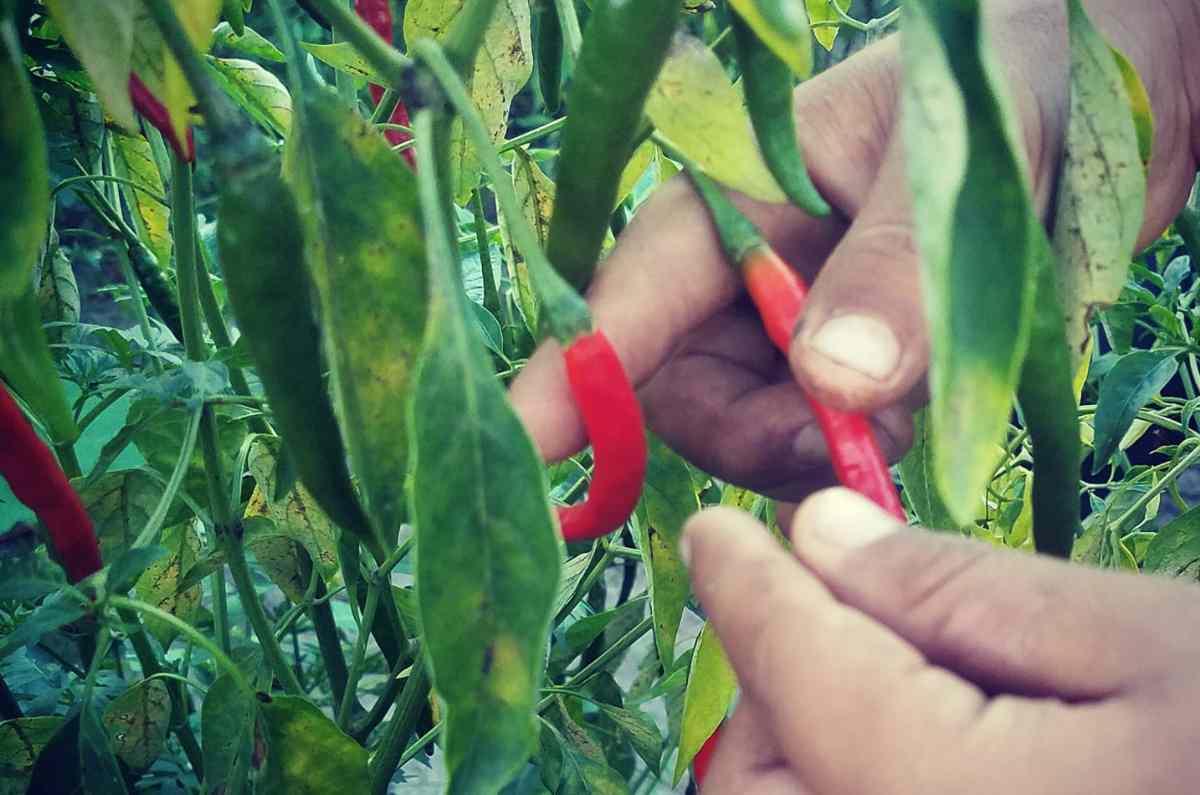 Conoce la fiesta de todos los chiles en Jalisco, una oda al picante