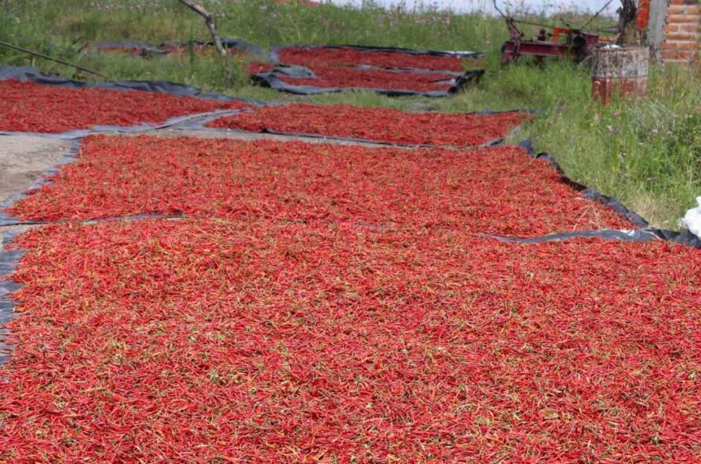 Conoce la fiesta de todos los chiles en Jalisco, una oda al picante 1