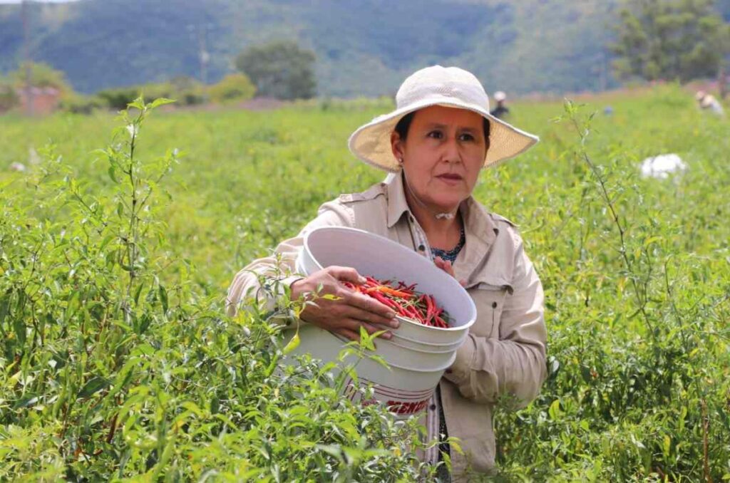 Conoce la fiesta de todos los chiles en Jalisco, una oda al picante 3