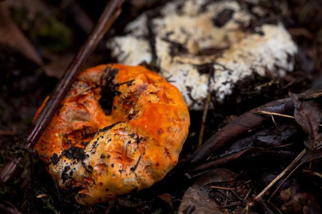 Qué es el hongo langosta y cómo puedes cocinarlo fácilmente