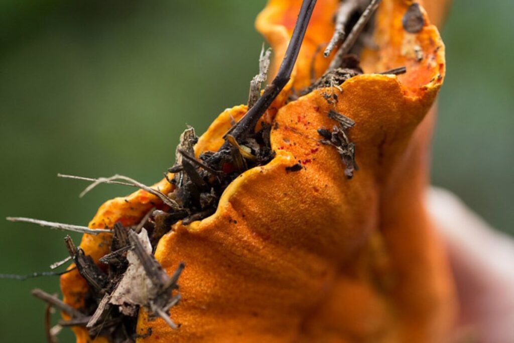 El hongo langosta es uno de los hongos comestibles que se encuentran en México.