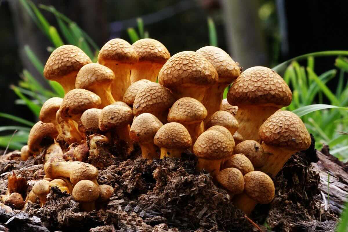 Hongos silvestres durante las lluvias. Foto de PxHere.