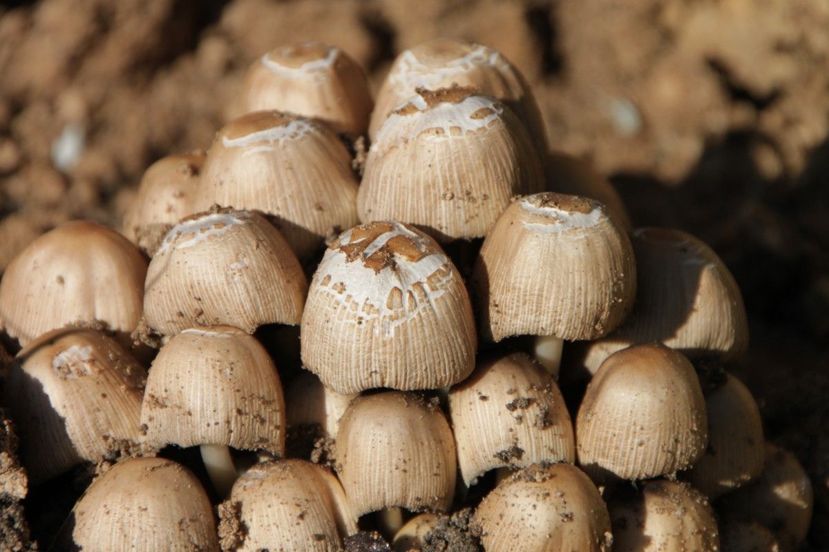 Hongos blancos comestibles de temporada. Foto de PxHere.