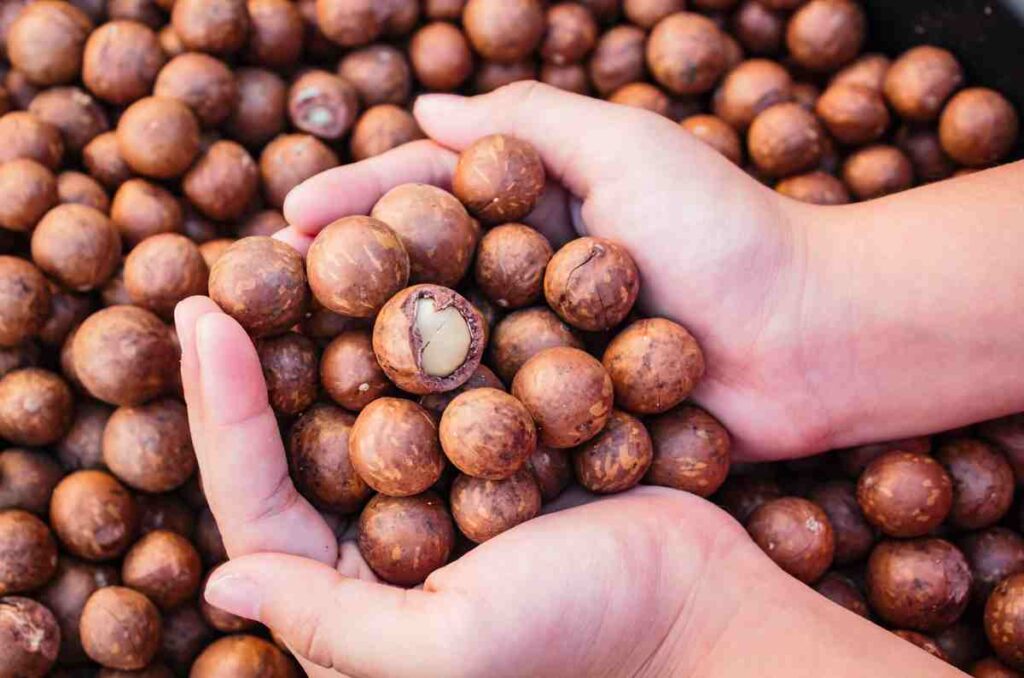 Propiedades y beneficios de las nueces de macadamia 1