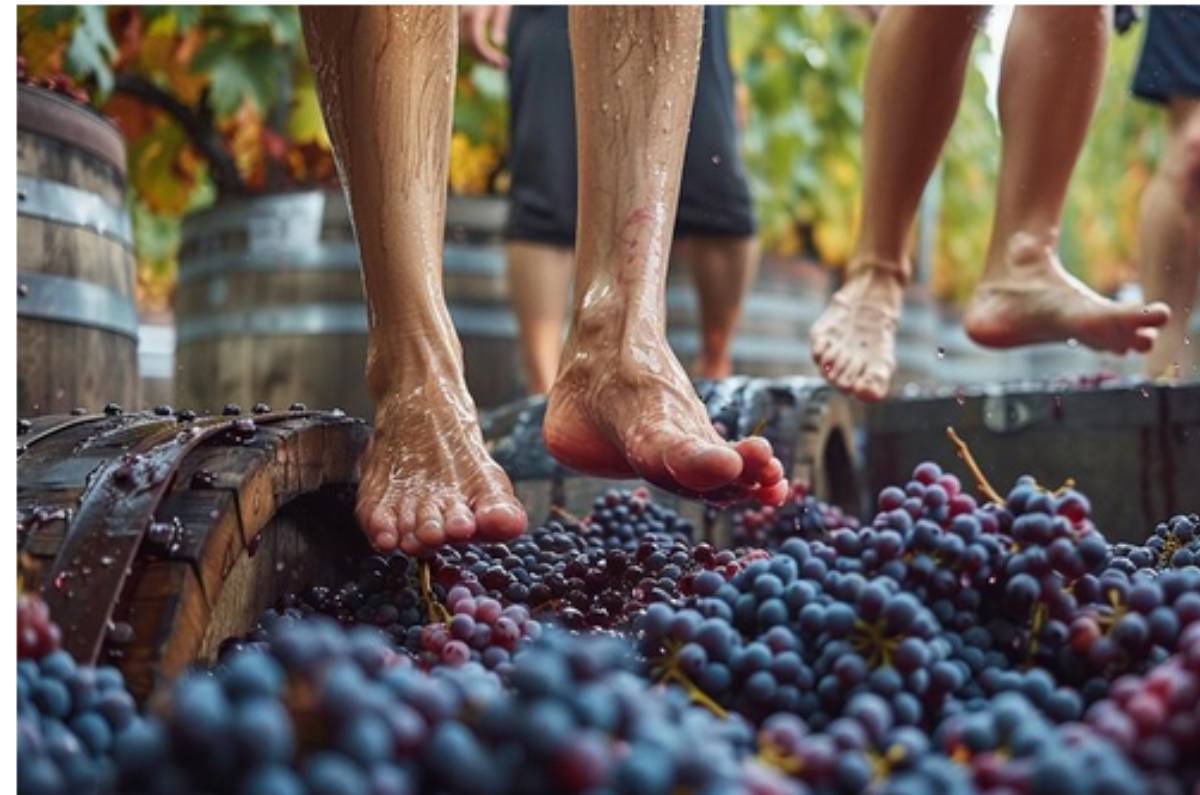 La pisada de uvas, una tradición que volvió popular al vino