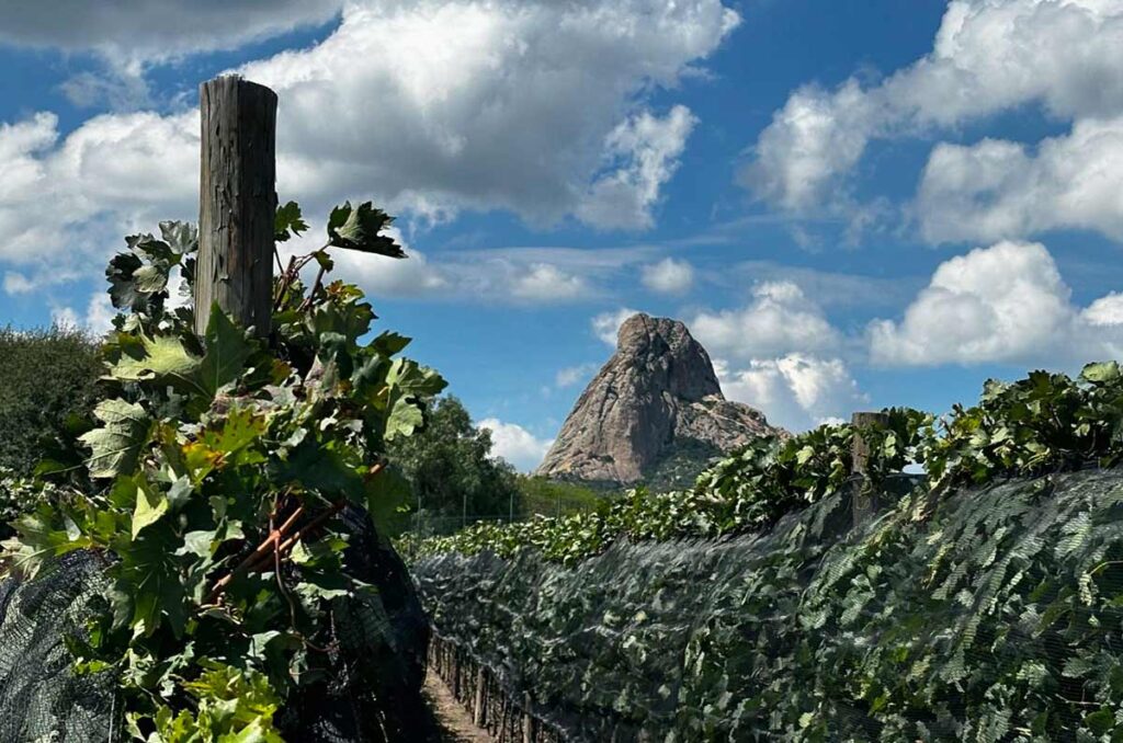 Puertas de la Peña celebró su Vendimia 2024: Un evento lleno de música, gastronomía y vino.