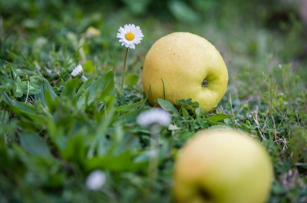 Qué es la manzana panochera y cómo usarla en la cocina 0