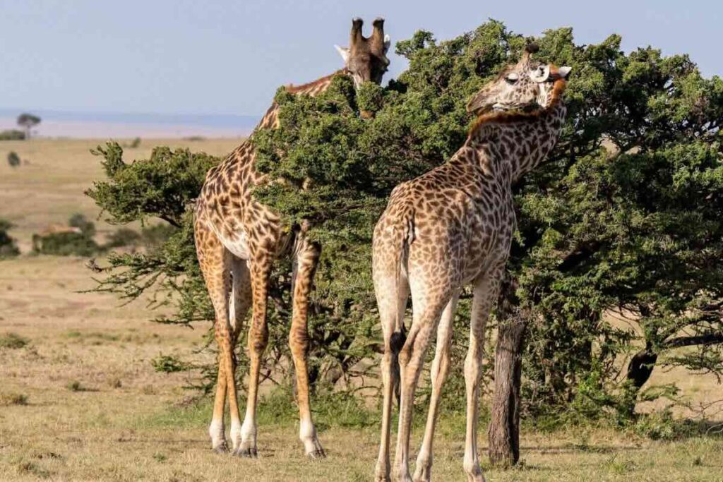 Kenia es uno de los destinos favoritos para conocer fauna salvaje.