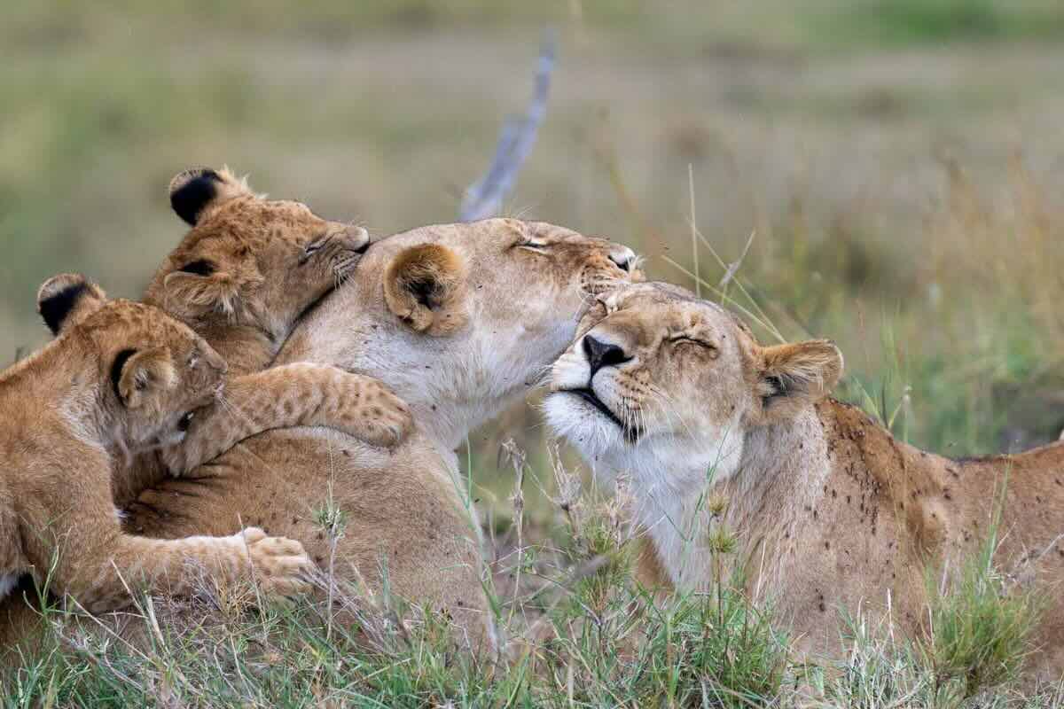 Avistamiento de leones durante safari. Foto por Alexis Beard. 