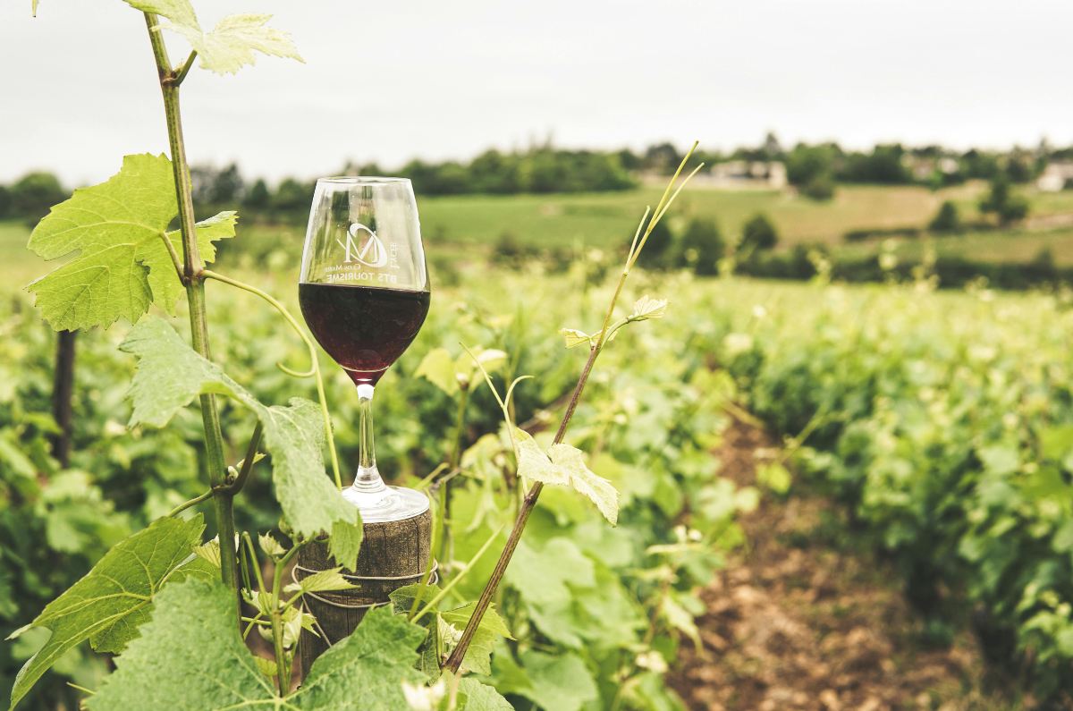 Anáhuac México y Cuna de Tierra lanzan vino por los 60 años de la universidad