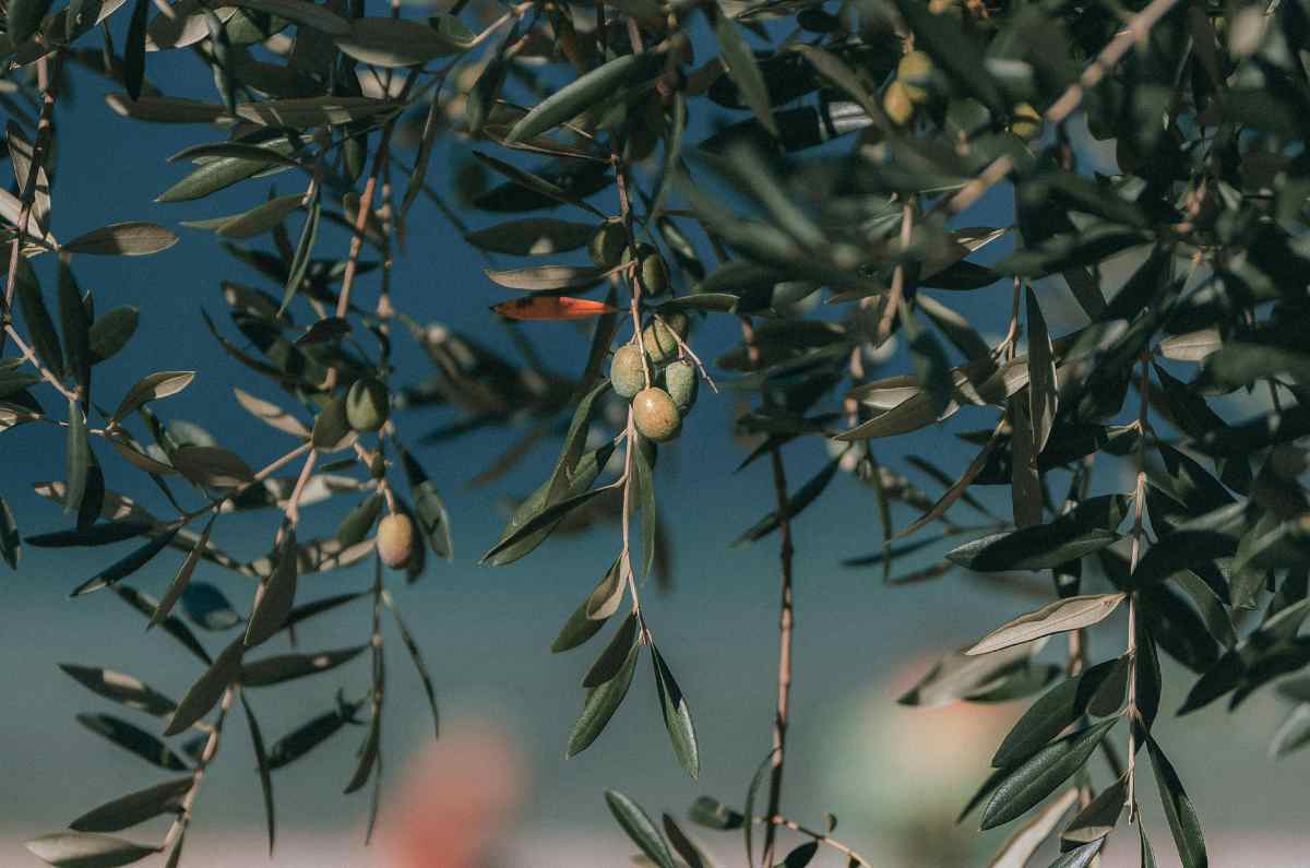 ¿Sabías que en Chimalhuacán se produce aceite de oliva verde?