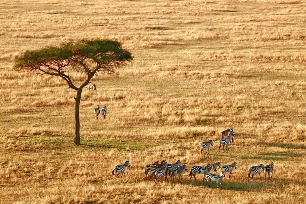 Arusha es el paraíso en Tanzania para conocer del café.