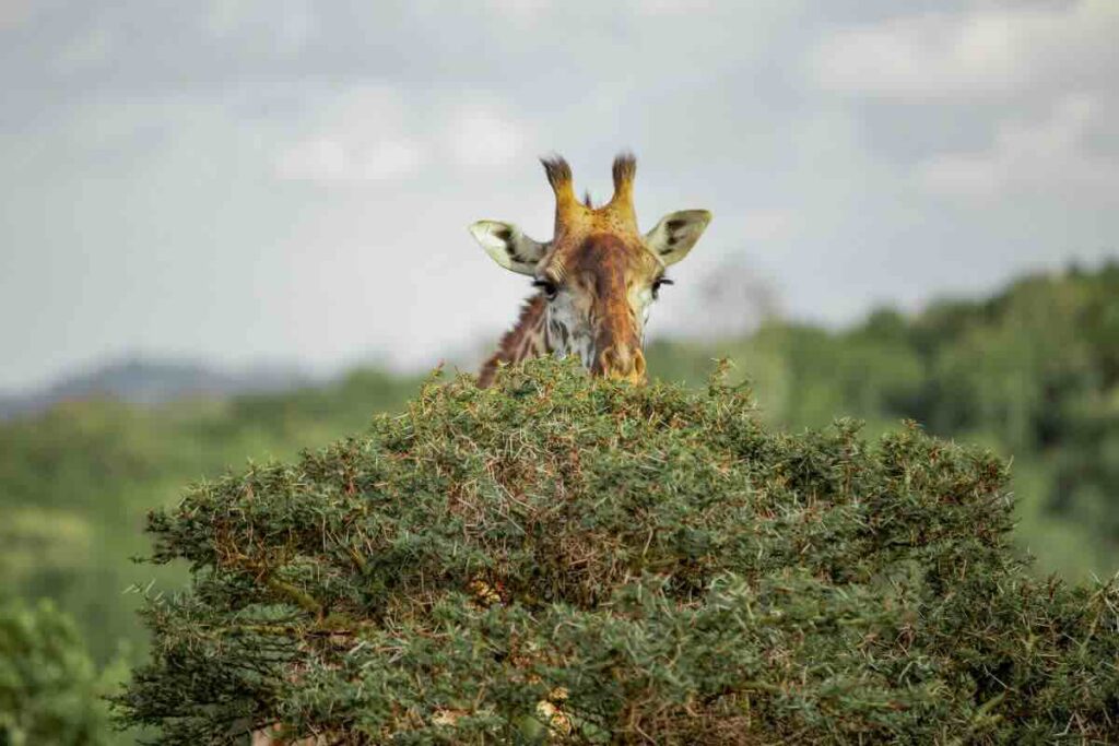 Arusha es el paraíso en Tanzania para conocer del café.