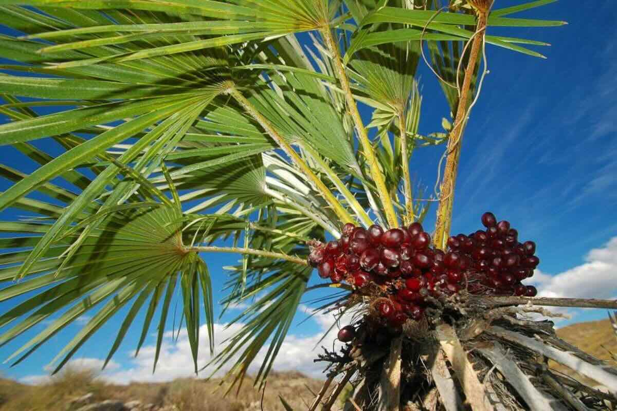 Palmera datilera. Foto de Flickr.