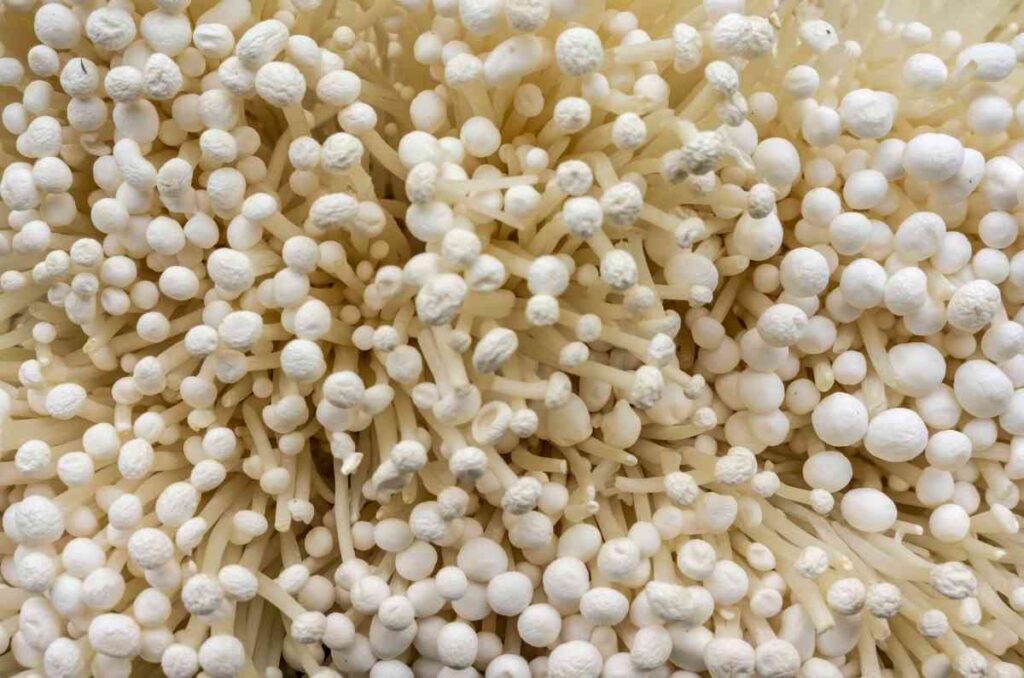 Usos y propiedades del hongo enoki, el protagonista de platillos asiáticos 1