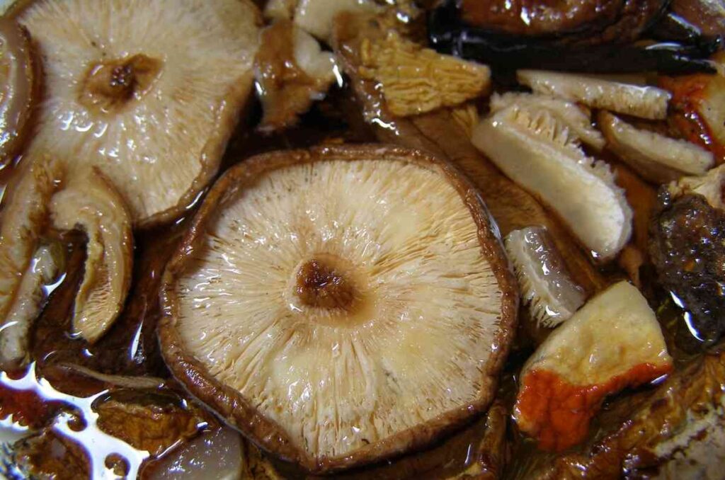 Historia de los hongos shiitake, propiedades y usos en la cocina 0