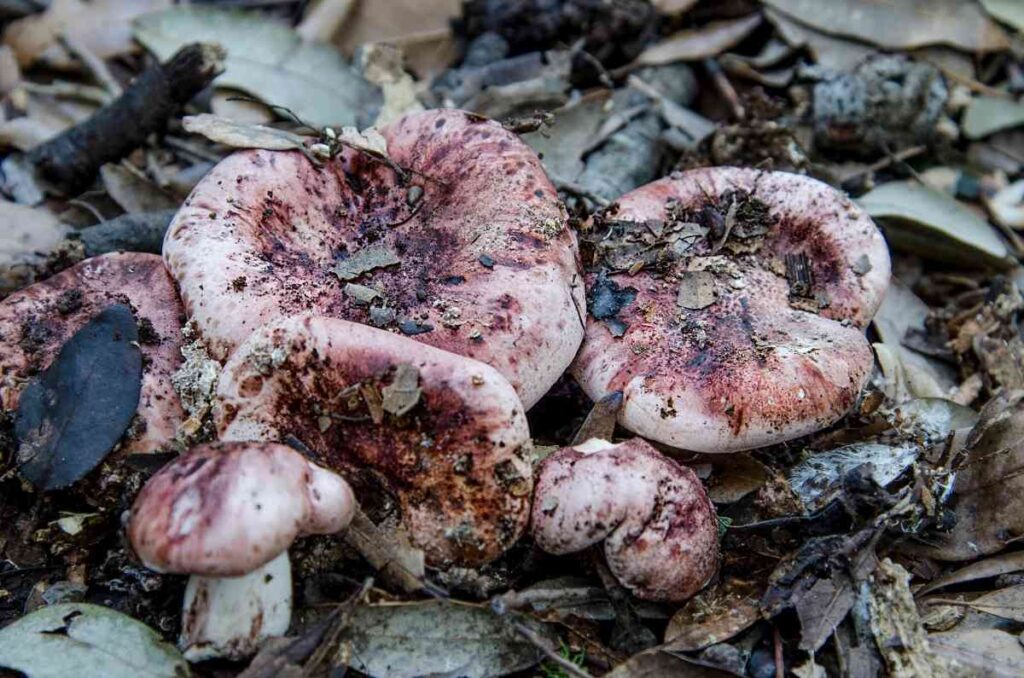 Usos y propiedades de la llanega negra, la seta silvestre comestible