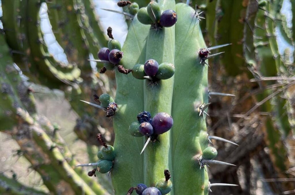 nopales del semidesierto de Querétaro