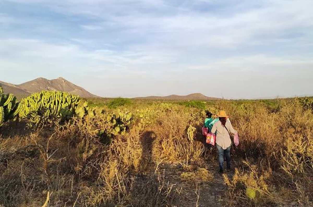 Proyecto Garambullo, al rescate de la gastronomía endémica de Querétaro