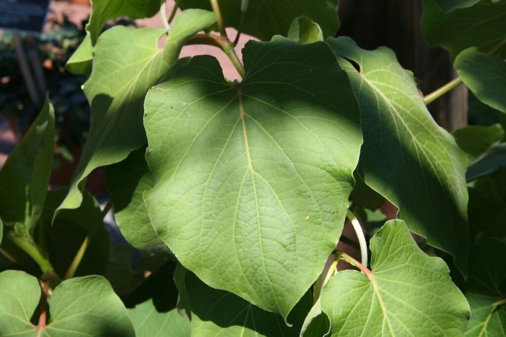 Las recetas con hoja santa tienen notas herbáceas y frescas predominantes.