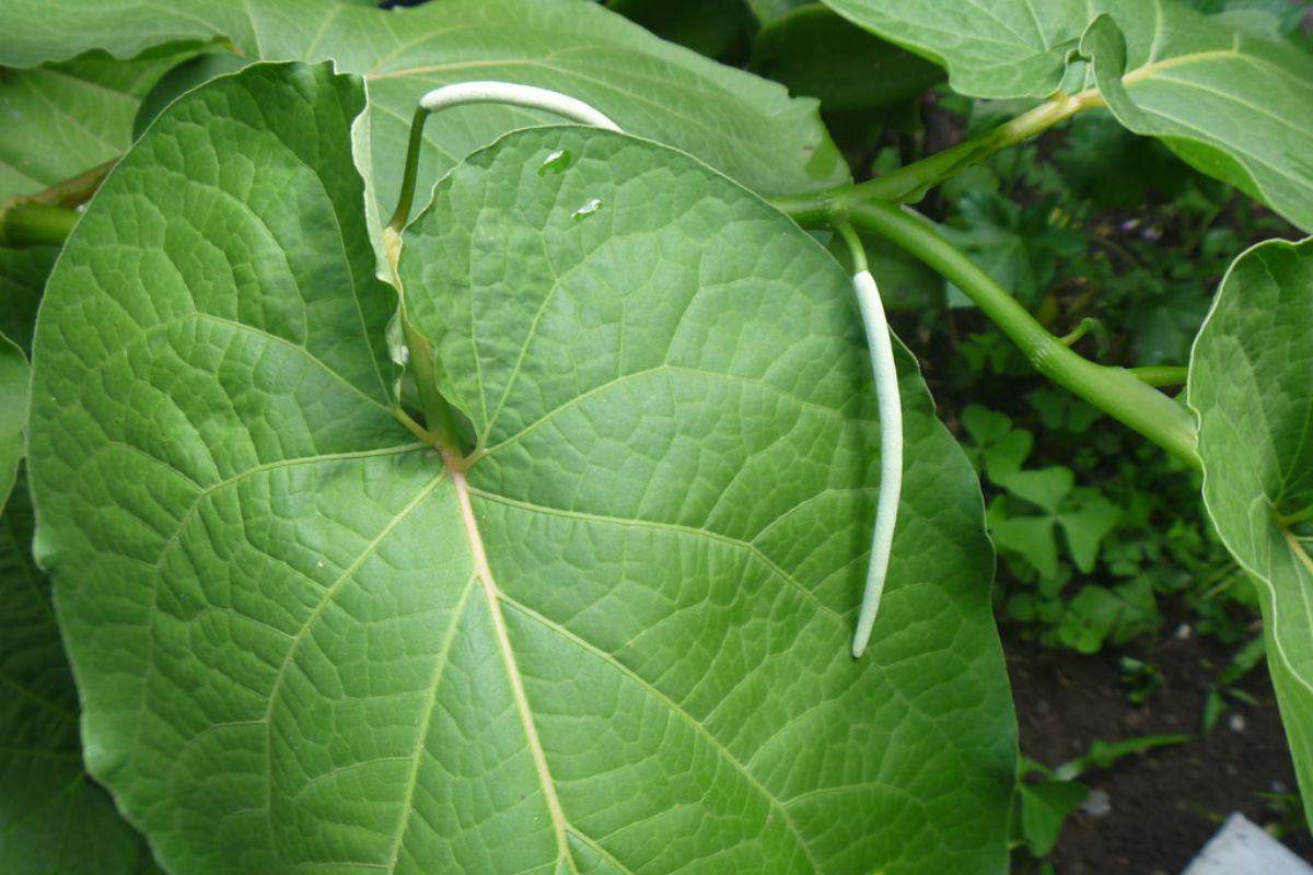 5 recetas con hoja santa que puedes cocinar fácilmente en casa