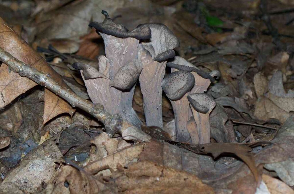 Propiedades de los hongos trompetas de la muerte y sus usos en la cocina 1