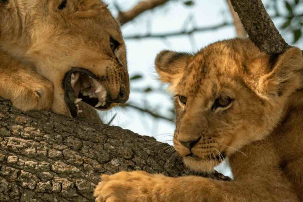 África es uno de los destinos actuales favoritos para explorar la naturaleza.