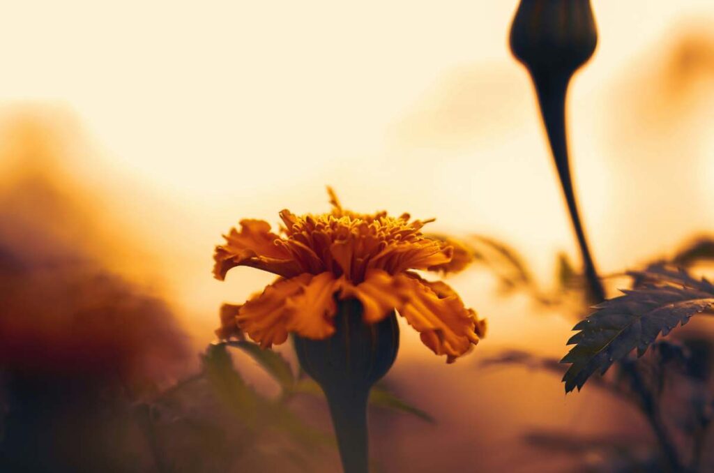 Tláhuac se une para preservar la flor de cempasúchil