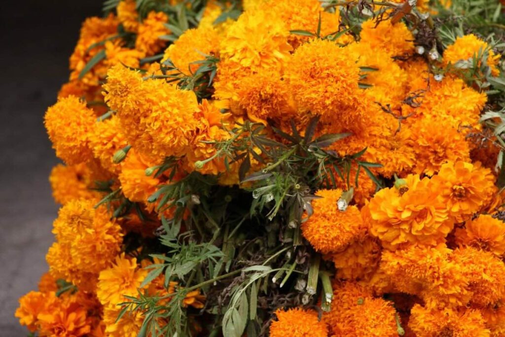 Así puedes aprovechar la flor de cempasúchil en la cocina